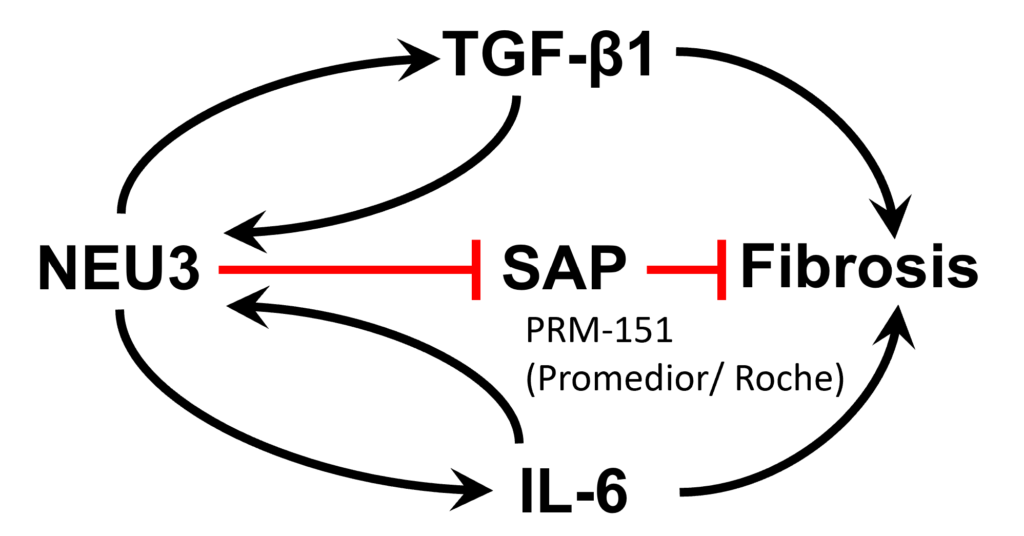 Figure of target overview connecting NEU3, TGF-B1, SAP, Fibrosis, and IL-6